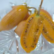 Саженец Актинидия полигама Оранжевая (женская) в контейнере